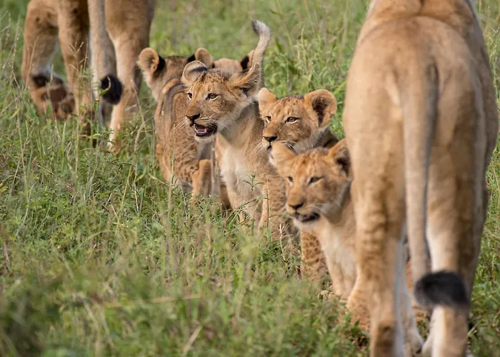 Nokuthula Bush Retreat