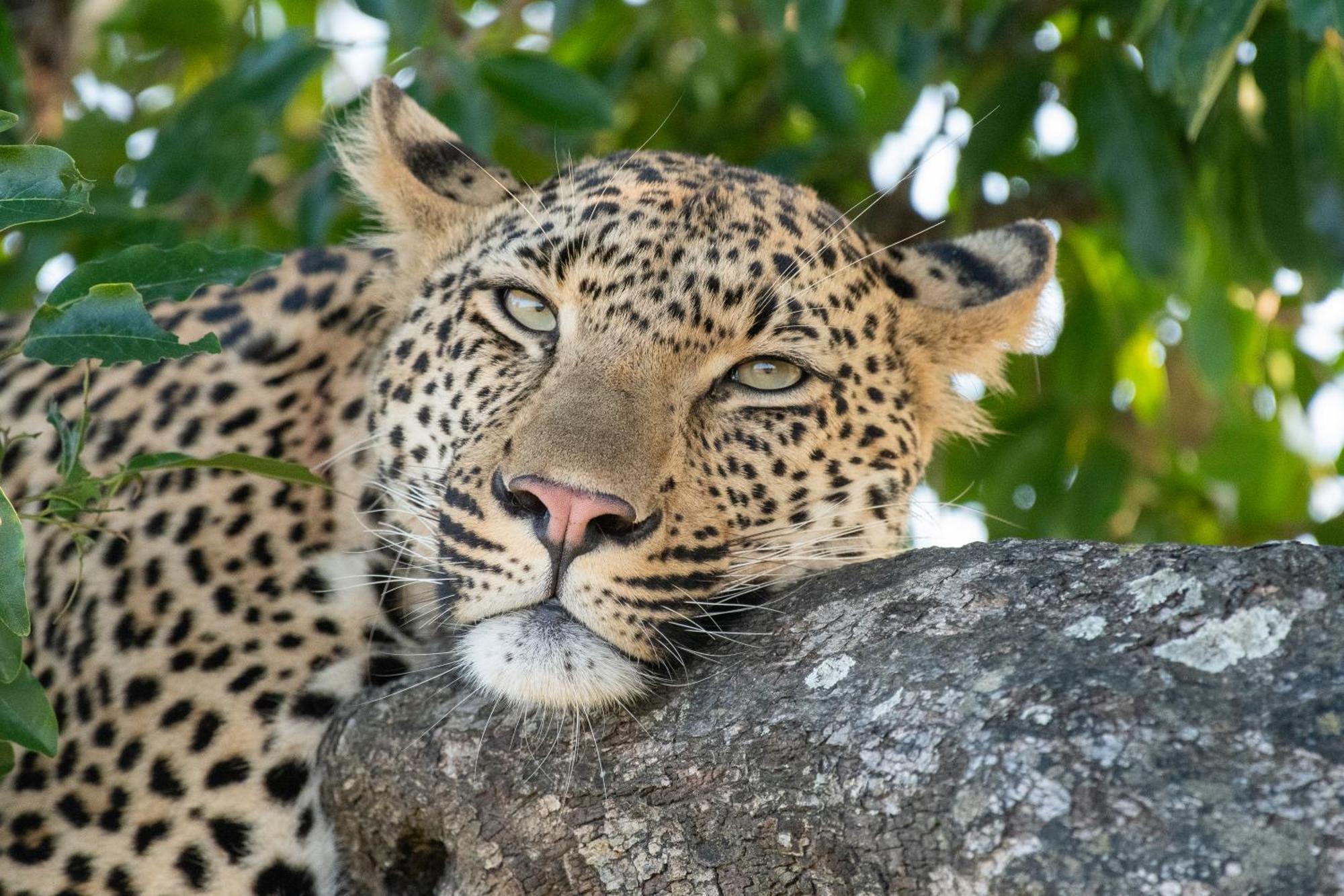 Nokuthula Bush Retreat Vakantiehuis *