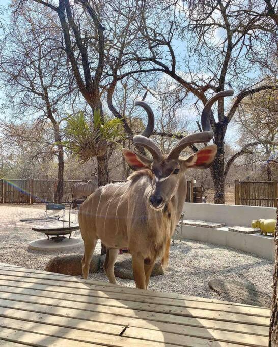 Nokuthula Bush Retreat Vakantiehuis Marloth Park