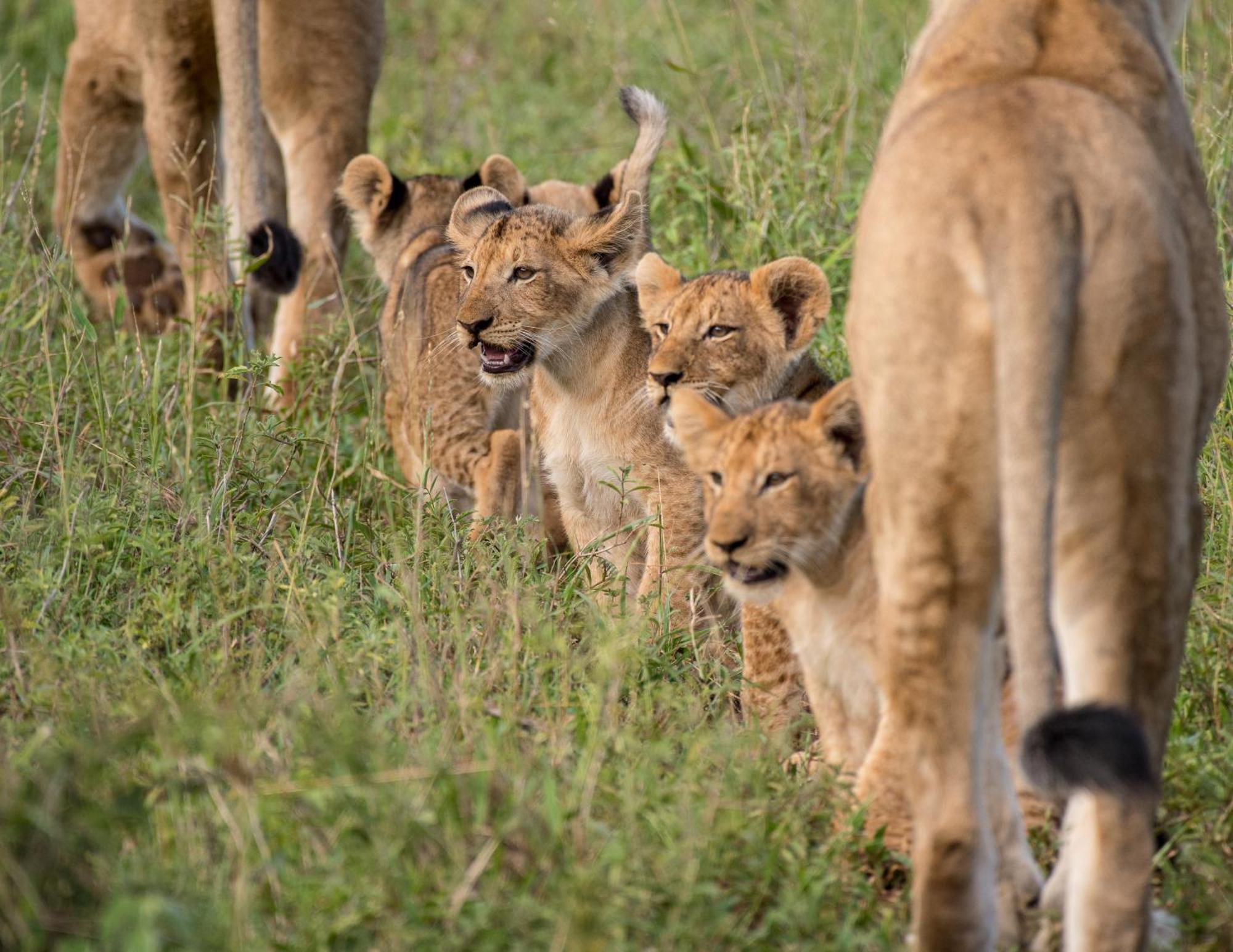Nokuthula Bush Retreat * Marloth Park
