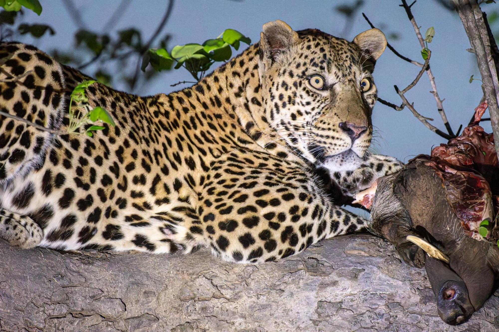 Nokuthula Bush Retreat Vakantiehuis Marloth Park